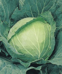 cabbage white glory of enkhuizen seeds production