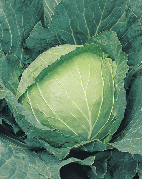 cabbage white glory of enkhuizen seeds production