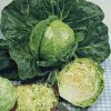 cabbage white golden acre seeds production