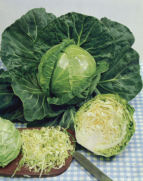 cabbage white golden acre seeds production