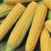 sweet corn golden bantam seeds production