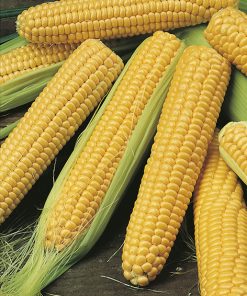 sweet corn golden bantam seeds production