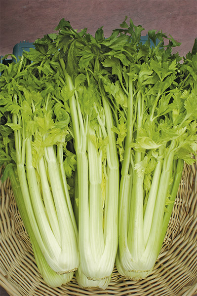 celery golden self blanching 2 seeds production