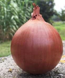 produzione semi cipolla a tunica gialla goldie F1