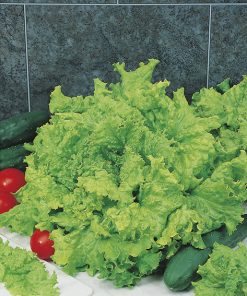 lettuce grand rapids seeds production