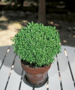 produzione semi basilico greek