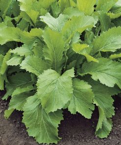 produzione semi brassica orientale green mustard