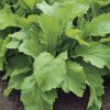 oriental brassicas
assortment green mustard seeds production