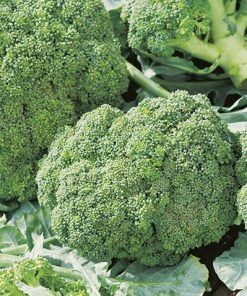 produzione semi cavolo broccolo green sprouting