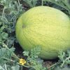 watermelon grey belle seeds production