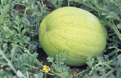 watermelon grey belle seeds production