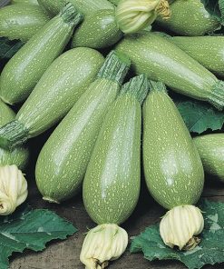 squash grey zucchini seeds production