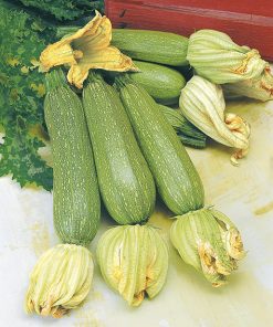 squash greyzini seeds production