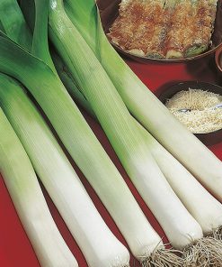 leek gros long d'ete 2 seeds production
