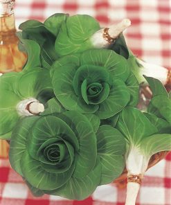 chicory grumolo verde seeds production