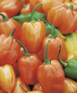 pepper habanero seeds production