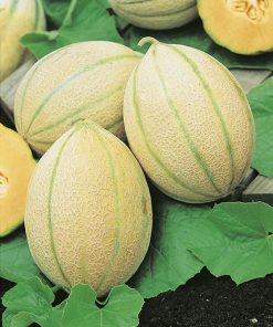 melon hales best jumbo seeds production