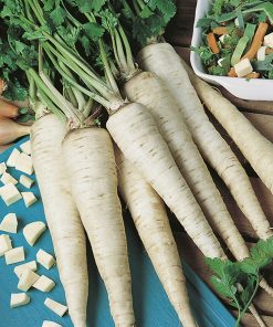 halblanghe parsley seeds production