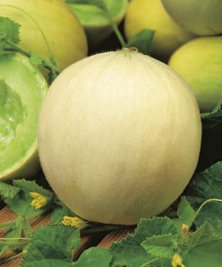 melon honey dew seeds production