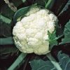 cauliflower igloo seeds production