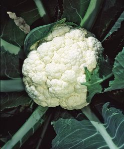 cauliflower igloo seeds production