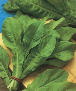 chicory imero seeds production
