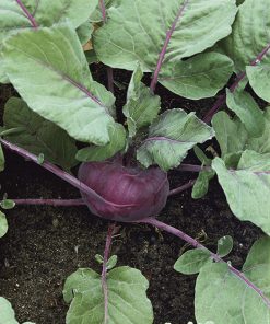 kohlraby isarco seeds production