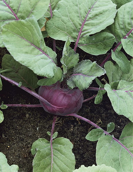 kohlraby isarco seeds production