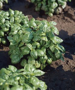 basil italiano compatto seeds production