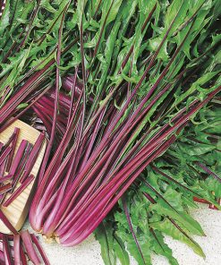 chicory italiko seeds production