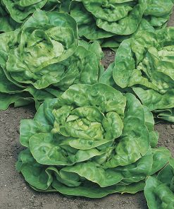 produzione semi lattuga kagraner sommer 2