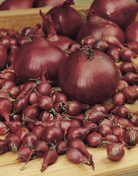 onion red karmen seeds production