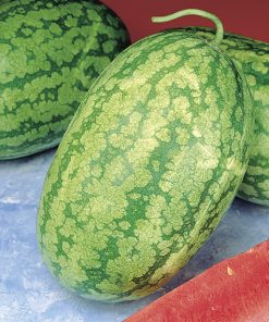 watermelon klondike rs 57 seeds production