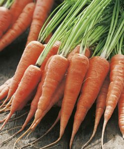 carrot kuroda seeds production