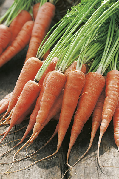 carrot kuroda seeds production