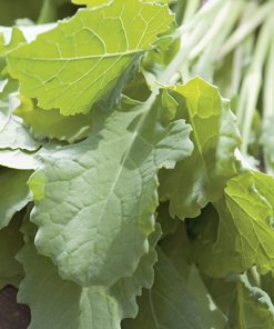 produzione semi rapa leaf turnip-nabica