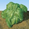 basil lettuce leaves seeds production