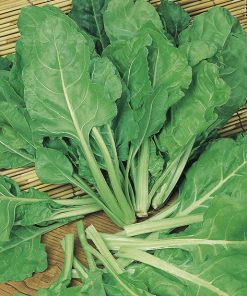 produzione semi bietola a costa liscia verde da taglio sel. tavoliere