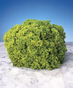 produzione semi lattuga lollo bionda