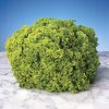 lettuce lollo bionda seeds production