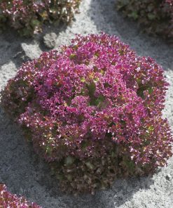 lettuce lollo rossa seeds production