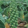 brussel sprouts long island seeds production