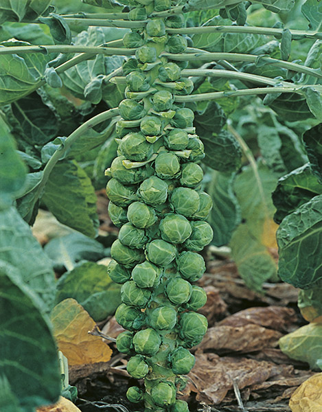 brussel sprouts long island seeds production