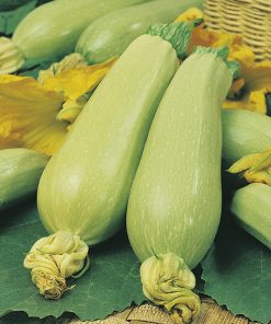 squash long white bush seeds production