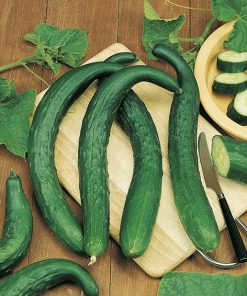 cucumber longo da china seeds production