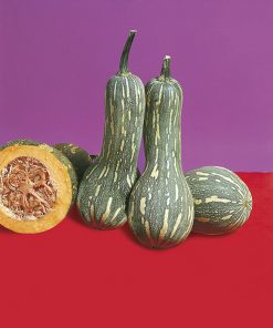 pumpkin lunga di napoli seeds production