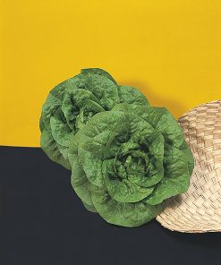 lettuce madrilene seeds production