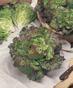 produzione semi lattuga maravilla del verano