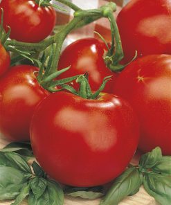 produzione semi pomodoro marglobe