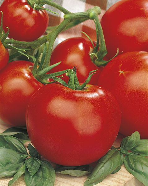tomato marglobe seeds production